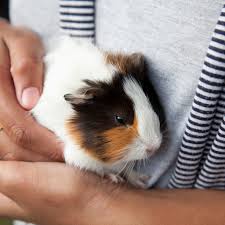 I want a best buddy to bond with — someone who is we'll take care of it very well, and when it's time to say goodbye, we'll be sad, but understand. What To Know Before Getting A Pet Guinea Pig