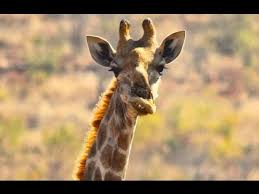 Animals With Down Syndrome Youtube