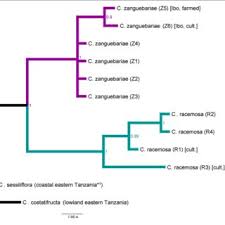 Image result for Coffea zanguebariae