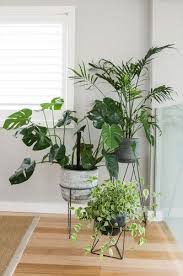 Modern Mid Century Design Feature Corner In Dining Room With Potted Plants On Stands Designer Interiors By Charlie Plants Plant Decor Indoor Summer Decor