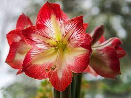 Laut ärzten ist die ursache unklar. Amaryllis Verbluht Das Sollten Sie Tun Liebenswert Magazin