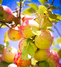 Apples Patterson Fruit Farm
