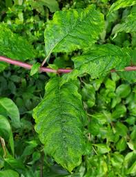 Image result for Phytolaccaceae