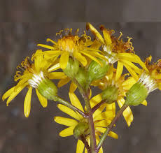 Image result for Crepidorhopalon schweinfurthii