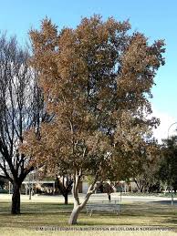 Image result for Combretum erythrophyllum