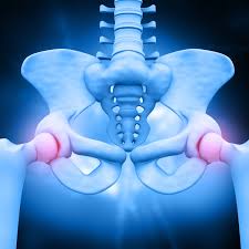 Bones make up about 14 percent of our body weight. Pubis Anatomy Function And Treatment