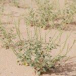 Image result for Chascanum