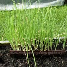 How to grow yellow granex onions from seeds. How To Grow Onions And Spring Onions For Success And Flavour