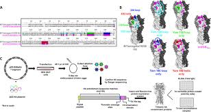 Koen, a veterinarian the first influenza b strain virus was isolated in 1940 during an epidemic in new york city. Design And Generation Of Modified Influenza B Virus Has A Amino Acid Download Scientific Diagram