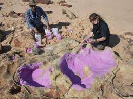 Check spelling or type a new query. Dinosaur Prints Dicovered At James Price Point Near Broome Perthnow