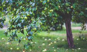 What does the tree of knowledge symbolize in the garden of eden? What Do The Tree Of Life And Tree Of Knowledge Of Good And Evil Symbolize