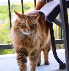 Adopting a cat from maine coon rescue or a shelter. Maine Coon Mix Cat For Adoption In Austin Tx Supplies Included Adopt Nene