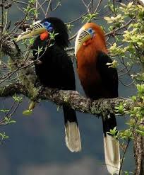 Pin By Filiz Karaca On Mas Pajaros 2 Birds Nature Birds Beautiful Birds