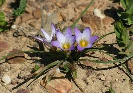 Image result for Romulea