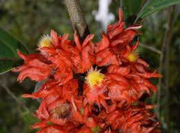 Image result for Glossostelma