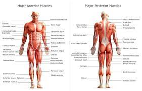 You have more than 600 muscles in your body! Image Result For Major Muscles Of The Human Body Diagram Human Body Muscles Muscle Body Human Muscle Anatomy