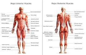 There are nearly 650 skeletal muscles in the human body attaching to a bone and connecting a joint to enable us to. Image Result For Major Muscles Of The Human Body Diagram Human Body Muscles Muscle Body Body Muscle Chart