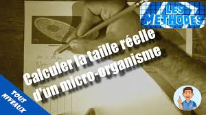 Est un organe appartenant au système reproducteur de la femme. Methode Calculer La Taille Reelle D Une Cellule Ou D Un Micro Organisme Youtube