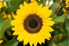The sunflower (helianthus annuus) is a living annual plant in the family asteraceae, with a large flower head (capitulum). Plants For Kids Sunflowers Rhs Gardening