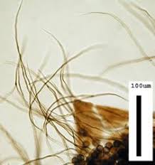 Image result for Melanospermum