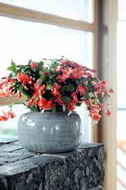 10 Plantes D Interieur Fleuries Et Faciles A Vivre Gamm Vert