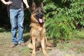 This is desperado pick of the litter female and it shows. Akc German Shepherd Puppies For Sale German Shepherd Breeder Mi Grand Rapids Mi
