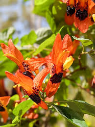 Image result for Ruttya fruticosa