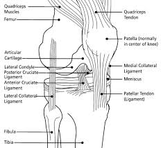 Check spelling or type a new query. Anatomy Of The Knee Joint Owlcation
