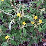 Image result for Corchorus kirkii