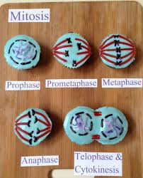 Brain Break Study Break With Scientista Media For Women In Science Women In Engineering Women In Stem Biology Projects Science Biology Science Cake