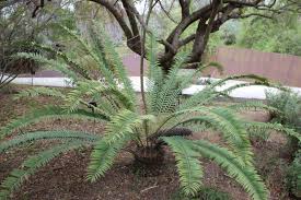 Image result for Encephalartos lebomboensis