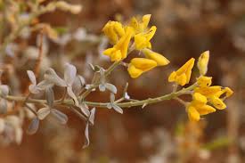 Image result for Adenocarpus