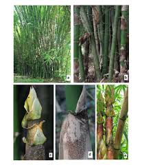 Image result for Bambusa vulgaris