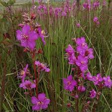 Image result for Dissotis