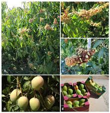 Image result for Mangifera