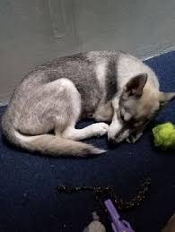 What is the most dreaded chore most pet owners face? Pet Grooming In Al Barsha With Best Prices On Petbacker