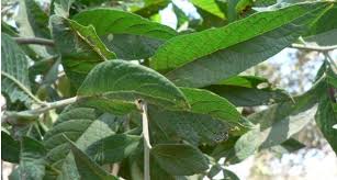 Image result for Vernonia kirungae