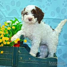 The price of our labradoodle puppies for sale in mi is $3000. Labradoodle Puppies For Sale Barksdale Labradoodles