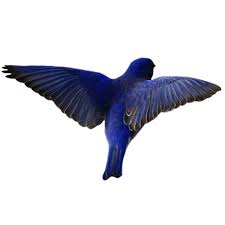 Blue Png Blue Bird Veronica Sawyer Png