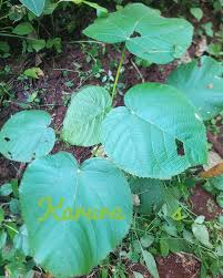 Image result for Neoboutonia