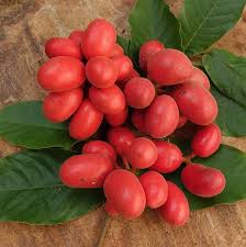 Image result for Uvaria edulis