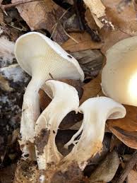 Image result for Clitocybe multiceps