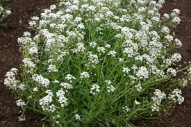 Image result for Allophylus whitei