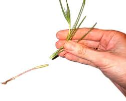 Agretti O Barba Dei Frati Descrizione E Uso Alimentipedia It