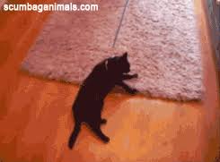 Résultat de recherche d'images pour "dragging cat leash"