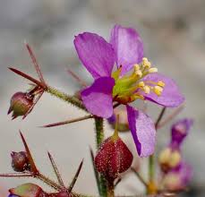 Image result for Fagonia