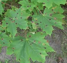 A fungal infection is underway! Maple Leaves Have Black Spots Chicago Botanic Garden