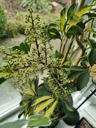 Image result for Heptapleurum