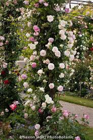 Pin On Flowers And Gardens Part 2