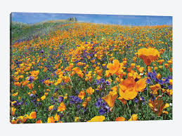 Adored by fashion fans and value seekers alike. California Poppy And Desert Bluebell Flowers Tim Fitzharris Icanvas